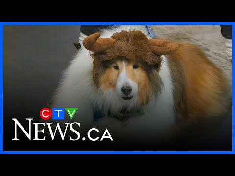 Popular pet Halloween costumes this year - YouTube