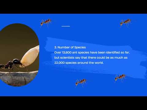 The Ultimate Guide to Ants: Discovering Their Hidden World 03