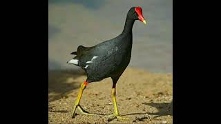 Download lagu suara burung mandar,pelan,peruk, part 2 mp3