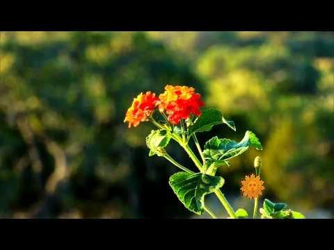 Hummingbirds abuzz in Texas