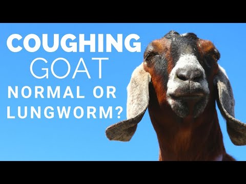 , title : 'Coughing Goat: Good or Bad Cough? Serious or Nothing at all? Goat Cold | Lungworms in Goats | Cud'