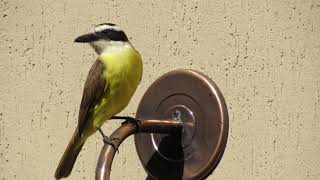 Pássaros Mais Comuns do Brasil
