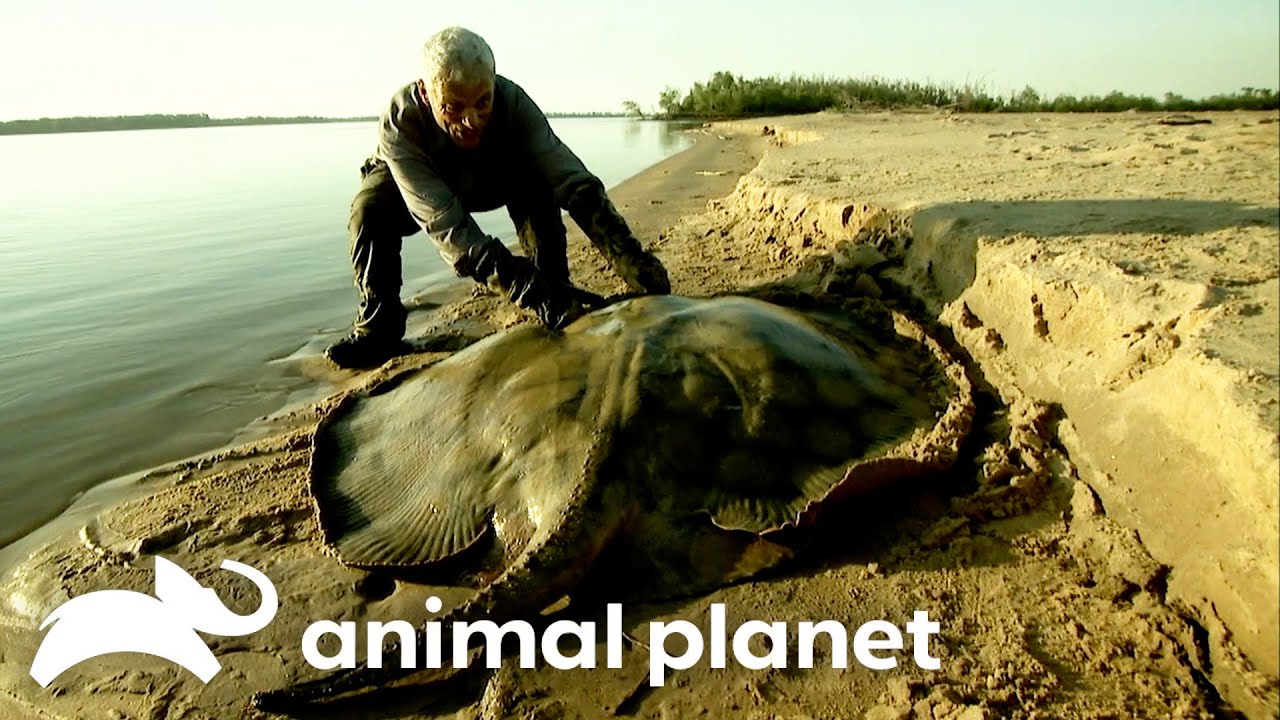 Jeremy Wade Vs. The Deadliest Monsters of SEASON 3 | River Monsters | Animal Planet