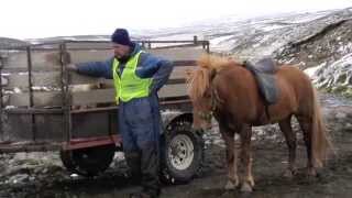 preview picture of video 'Sheep round up North Iceland'