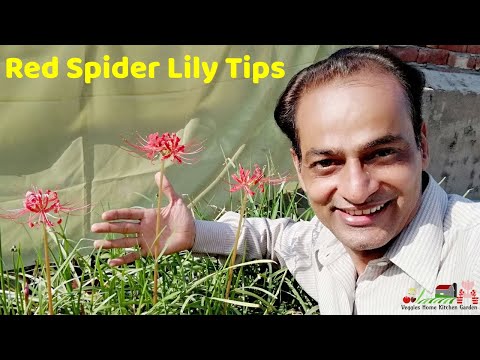 How Red Spider Lily | LycorisRadiata Flowers Blooms in Mid September with care tips @AsimGarden