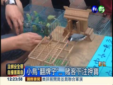小孩也來下注... 教歹囝仔賭小鳥!