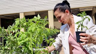 Shopping for Tomato Seedlings | New Eye Massager | Heghineh
