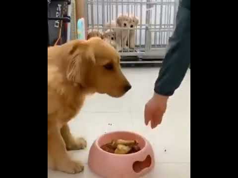 Videos De Gatos Graciosos y Curiosos - Videos of Funny and Curious Cats