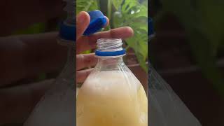 How to remove white insects from plants? MealyBugs Solution 😍