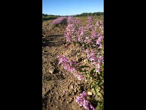 download lagu mp3 mp4 Eastern Beardtongue, download lagu Eastern Beardtongue gratis, unduh video klip Eastern Beardtongue