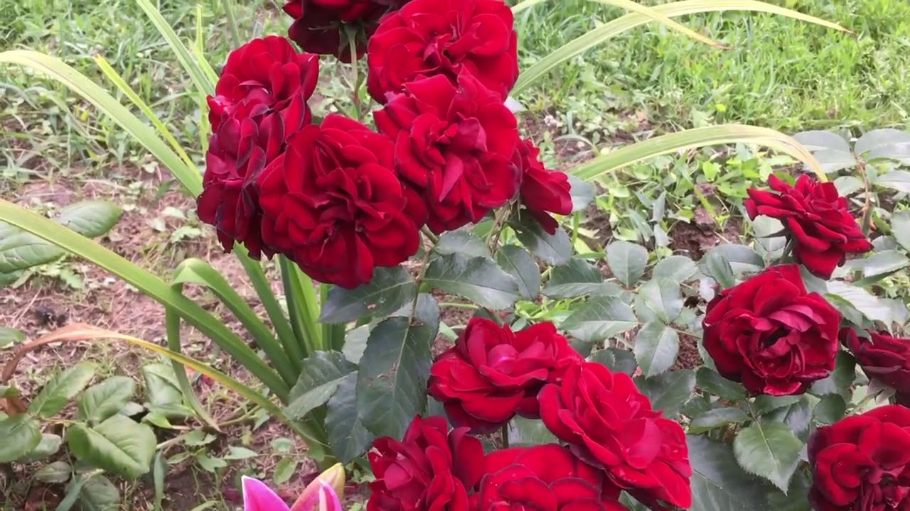 Роза флорибунда Лаваглут.