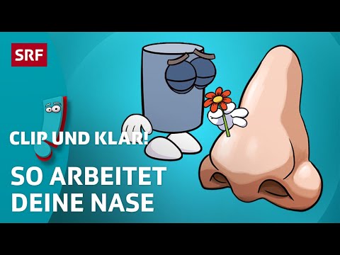 Nase: Unser Sinnesorgan fürs Riechen | SRF Kids – Clip und klar! | Für Kinder erklärt