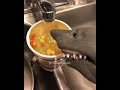 Shark Puppet Makes Some Asian Cuisine