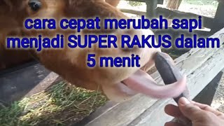 Download lagu How to Quickly Turn a Cow into a Super Greedy One in 5 Minutes mp3