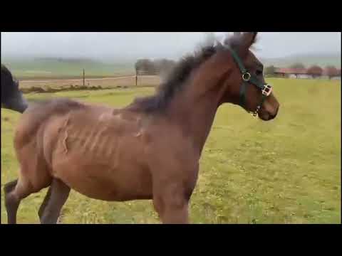 Bakar DKG x Denaro/ Lord Liberty