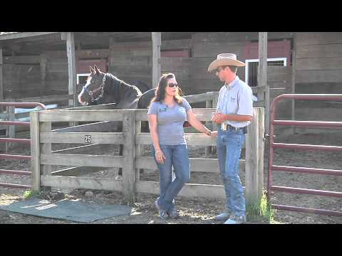 Maryland's Largest Horse Rescue