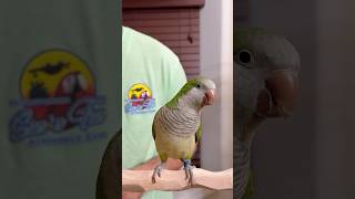Quaker Parrot Steps On My Hand Now!