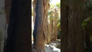 Indian Canyon 3