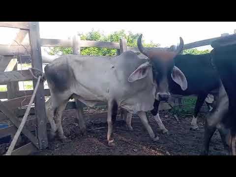  20 Vacas e Novilhas: 2.700 reais cada em São José de Caiana/ Paraíba. Whatsapp 84 99810 2784*#gado 