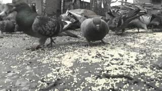 Голубиный блюз ( Redemption Blues )