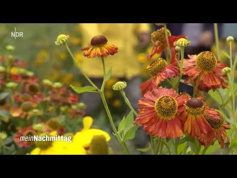 NDR My Afternoon – Perennial bloomers for the flower bed