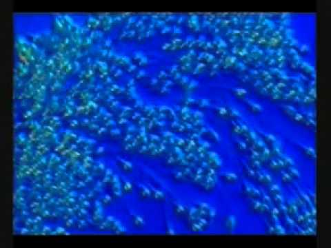 Mrekullia e krijimit të njeriut pjesa2   ALL LLAHU EHAD