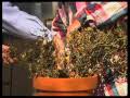 How To Prune Miniature Roses