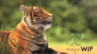 Raj VFX Showreel 2016