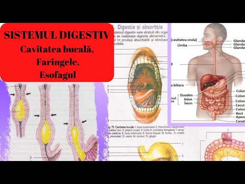 platyhelminthes tipul sistemului digestiv