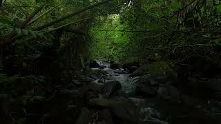 [Nature Sounds] Calm River Sounds in the dark forest meditation for study River Sounds For Sleeping