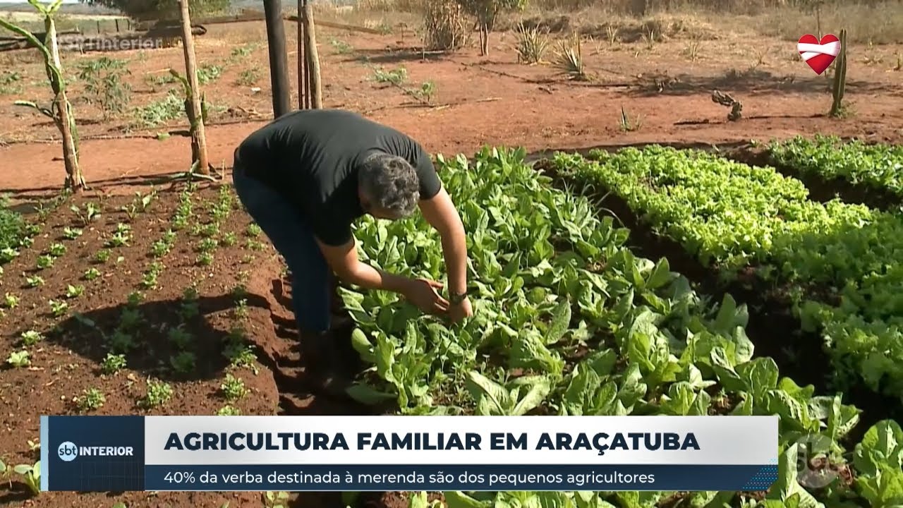 Agricultura familiar tem sido incentivo para pequenos produtores da região