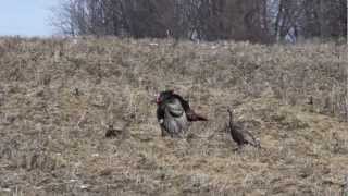 preview picture of video 'Male Wild Turkey rides hen'