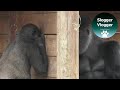 Lope Continues To Annoy His Dad The Silverback Gorilla