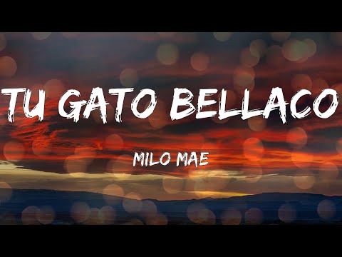 Milo Mae - Tu Gato Bellaco (Letras)