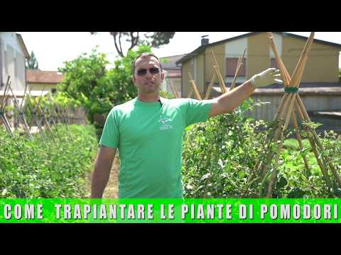 , title : 'Come coltivare le piante di pomodori'