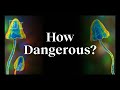 The Real Risks Of Psychedelics Explained By An Expert Dr Matthew Johnson