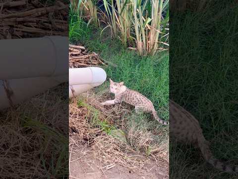 🐀🐈#shortsvideo