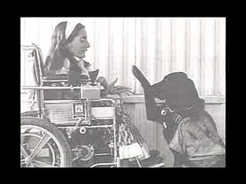 Assistance Dogs Help Disabled Navigate Life