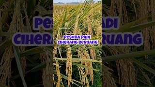 Download lagu Padi Ciherang Beruang atau CBR #ciherang #cbr #padiunggul mp3 Download lagu Padi Ciherang Beruang atau CBR #ciherang #cbr #padiunggul mp3