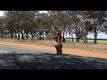 Is That A Kangaroo Crossing The Road