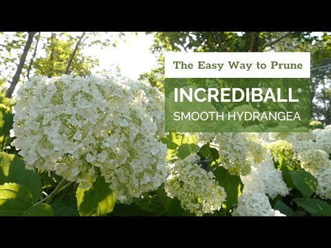 The Easy Way to Prune Incrediball® Hydrangea