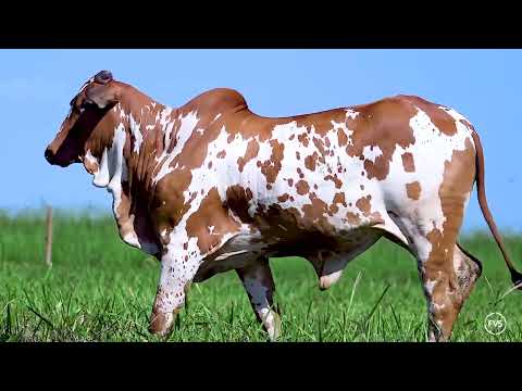 NELORE PINTADO - FRISANTE FIV PINTADO UBERABA - JPFC 534