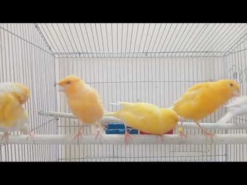 Your Canary will sing immediately - canary training ! - Canary 's Training Song | canary singing