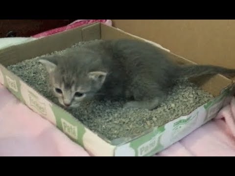 Litter Box Training for 3 Week Old Kittens & Kitten Presents - #12 - Rescue Kittens Socialization