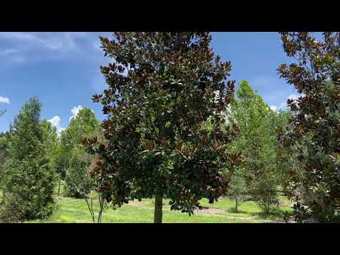 Southern Magnolia Tree 22-25' Height/Buy Large Southern Magnolia Tree/Large Trees For Sale