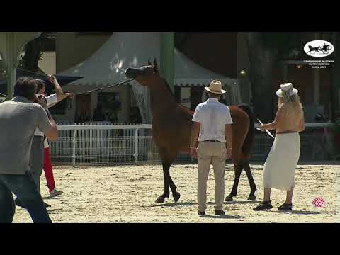 N 50 ATTER AL SHAHANIA