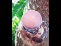 Pallanguliyil Vattam Parthen Bgm