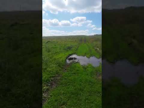 Год свиньи закончился, а хрюшка в луже осталась!