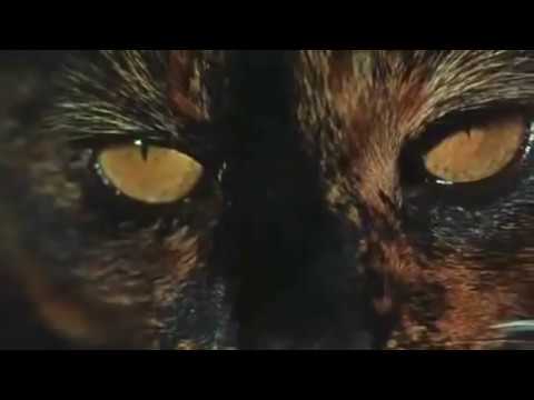 afbeelding Torture Garden (1967) TRAILER