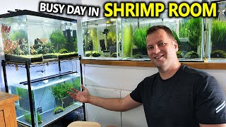 Busy Day In The Shrimp Room: Update on all my Shrimp Tanks!